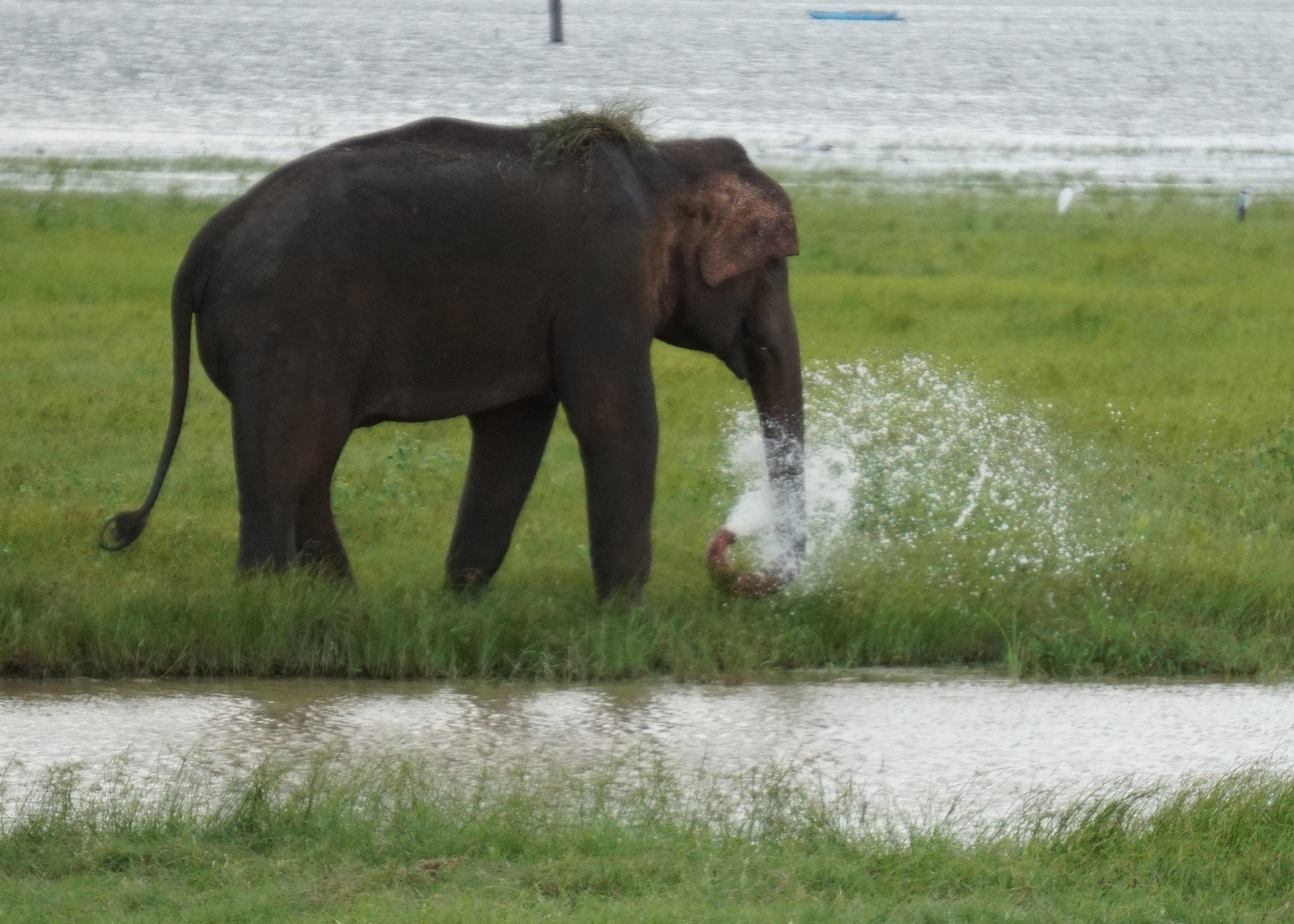 Elephant spraying water