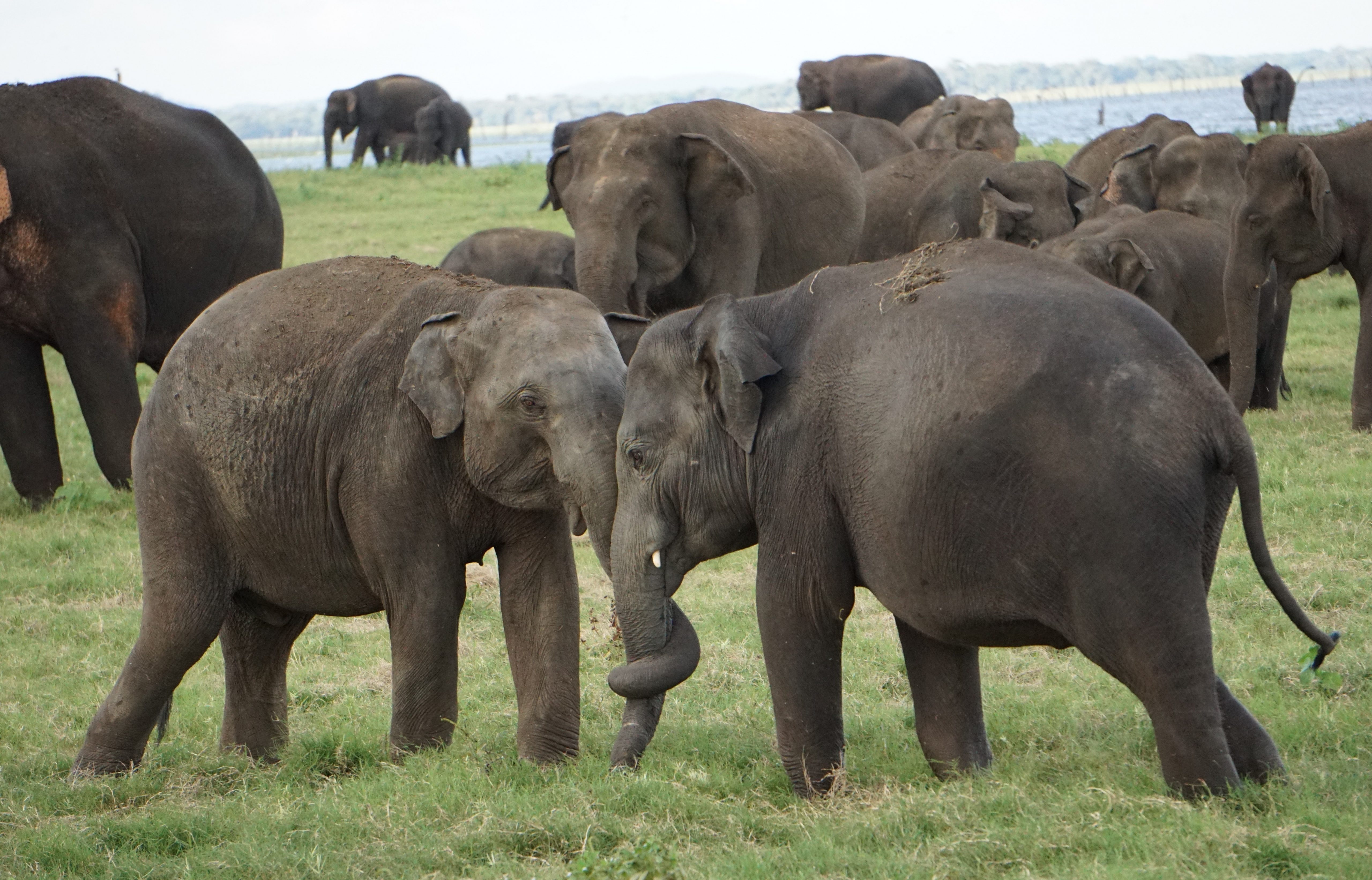 Young elephants wrestling
