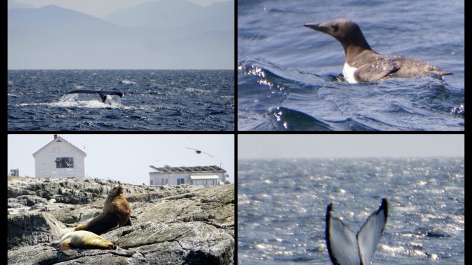 Humpback whale, Common Murre and Sea lions. The last one is just a fluke.