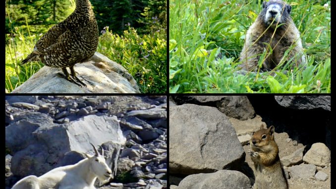 Sooty grouse, Marmot, Mountain Goat and Munky McChipface